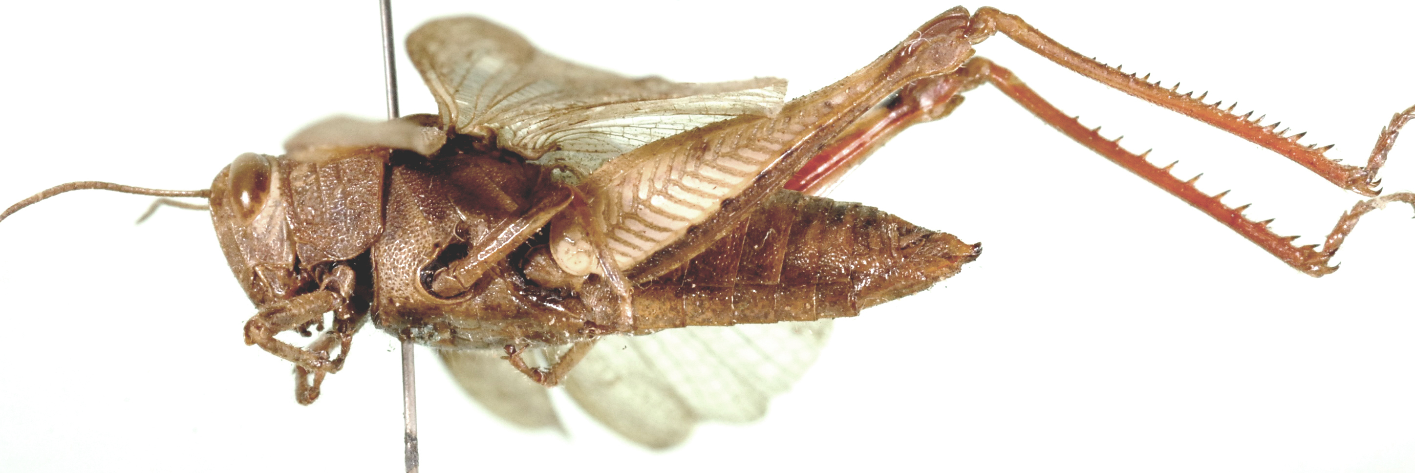 Eucoptacra praemorsa (Stål, 1861): female, lateral view. (Otu).