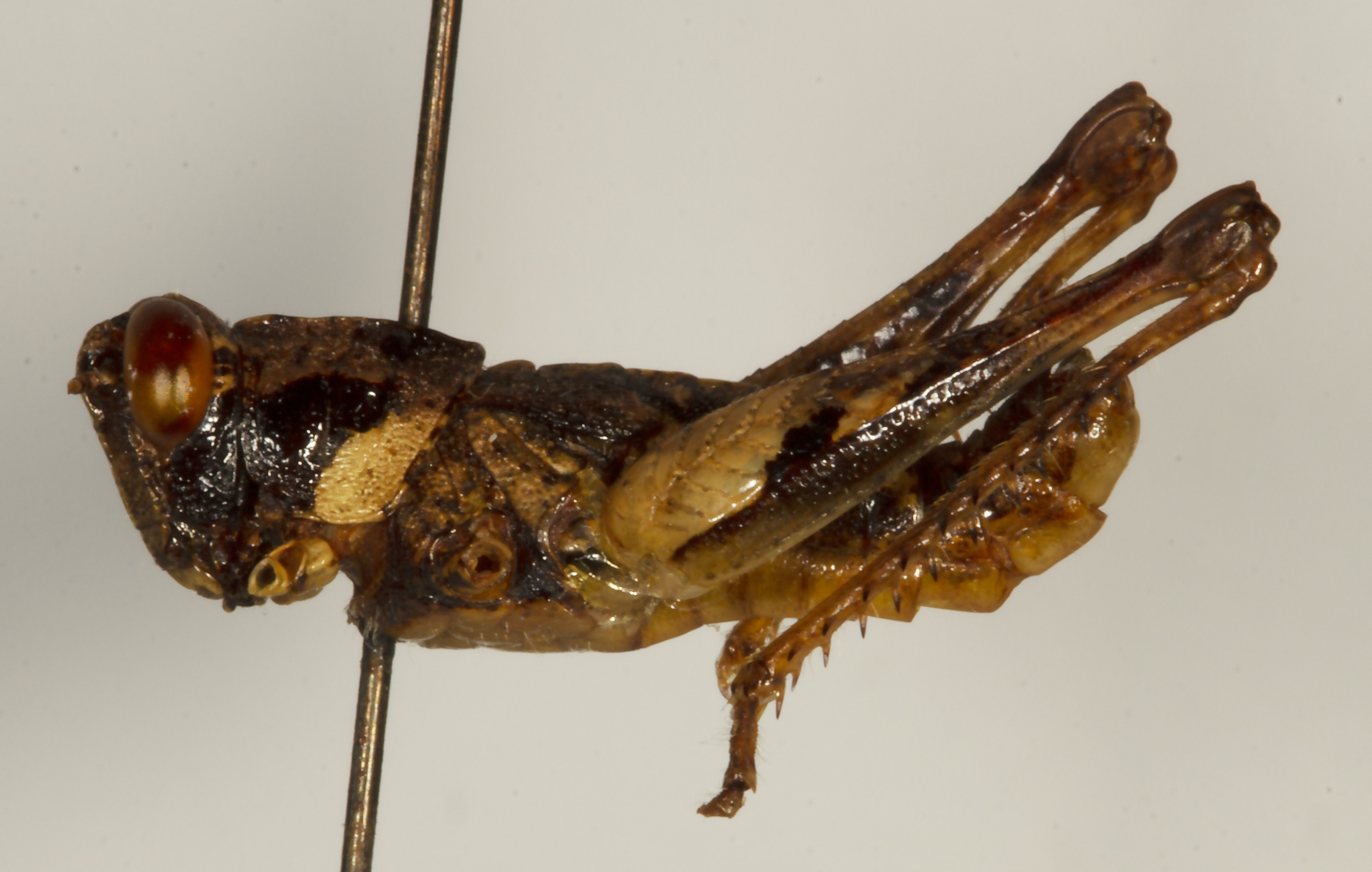 CollectionObject 1527243; 17e786ca-4f1e-4320-8424-43017e6363d6: male, lateral view (holotype). (CollectionObject).