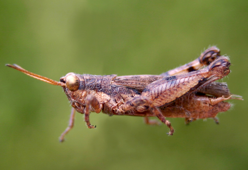 Jodacris ferruginea ferruginea (Giglio-Tos, 1894): male. (Otu).