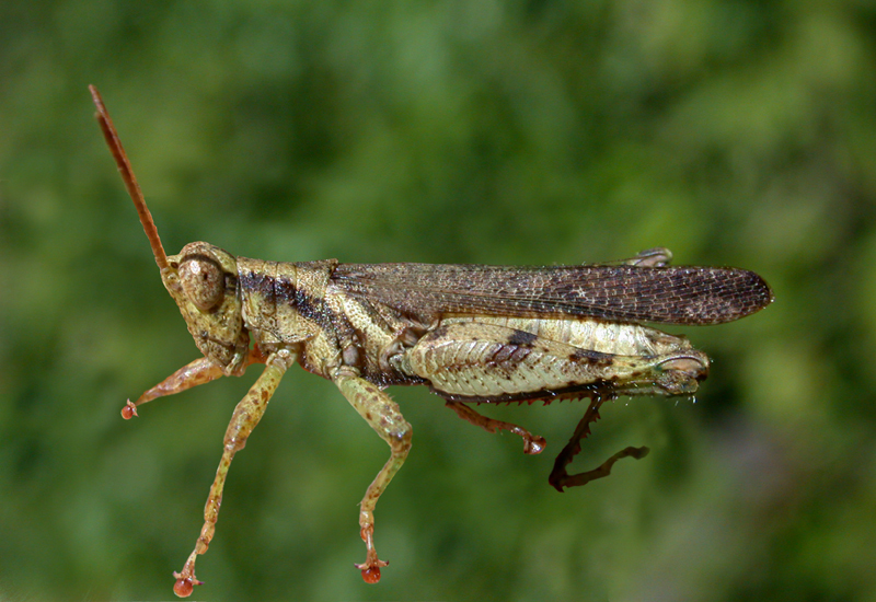 Omalotettix obliquus (Thunberg, 1824): male. (Otu).