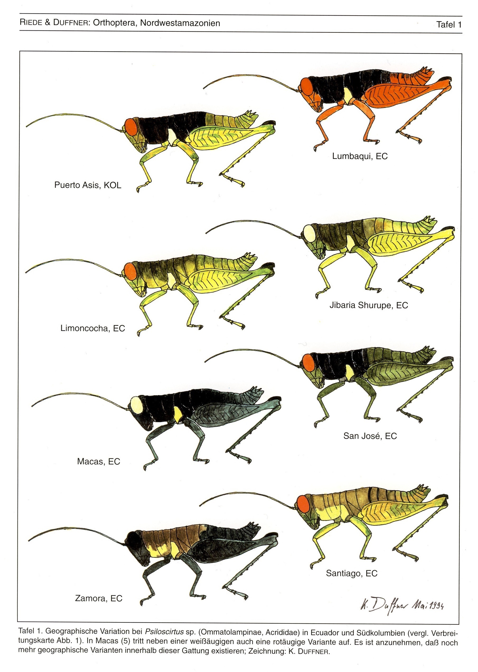Psiloscirtus Bruner, 1911: Tafel 1. colour morphs or distinct species from Psiloscritus sp. nov? Geographical variaton of Psiloscirtus sp colour morphs in Ecuador and Southern Columbia; in Macas there are red-and white eyed sympatric morphs. (Otu).