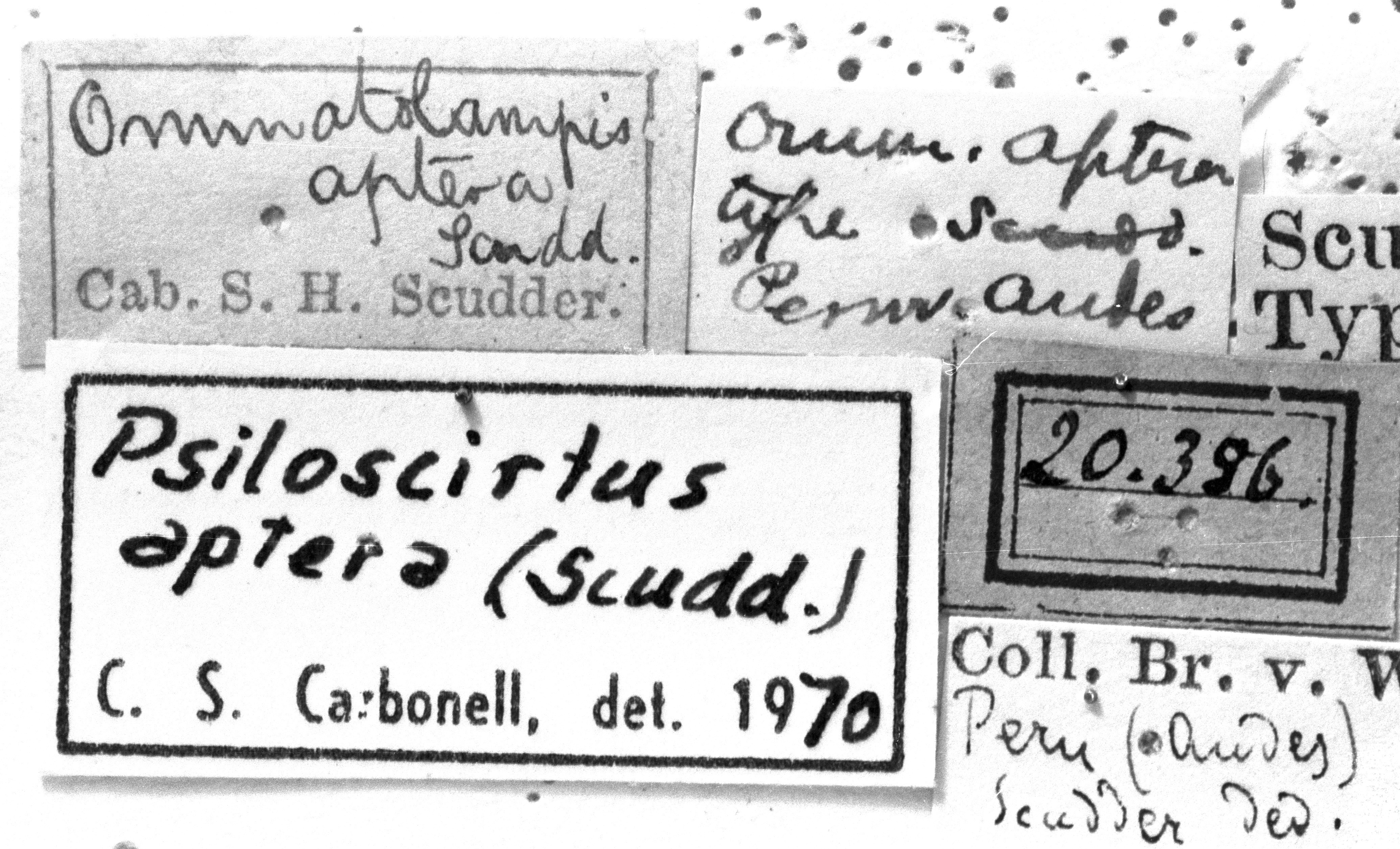 CollectionObject 1532954; 9e7a4d7b-2ac0-46a1-bbe0-80e4e4b96854: Image Carbonell, C.S. labels (syntype). (CollectionObject).