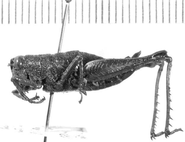 CollectionObject 1524788; 94ec48d9-03bd-45c6-8a28-75da4574280f: female, lateral view (holotype). (CollectionObject).