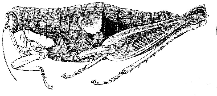 Psiloscirtus splendidus Hebard, 1923: Pl. 16, Fig. 1 (after allotype). female, lateral view. (Otu).