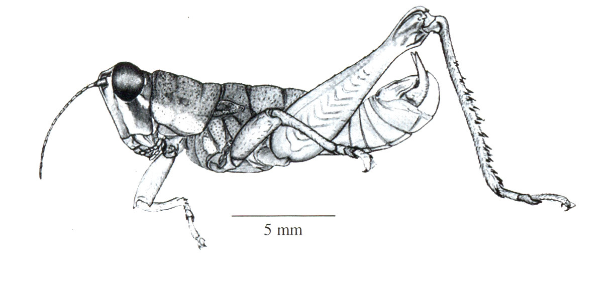 Sitalces volxemi Stål, 1878: Fig. 1A. male, habitus. (Otu).