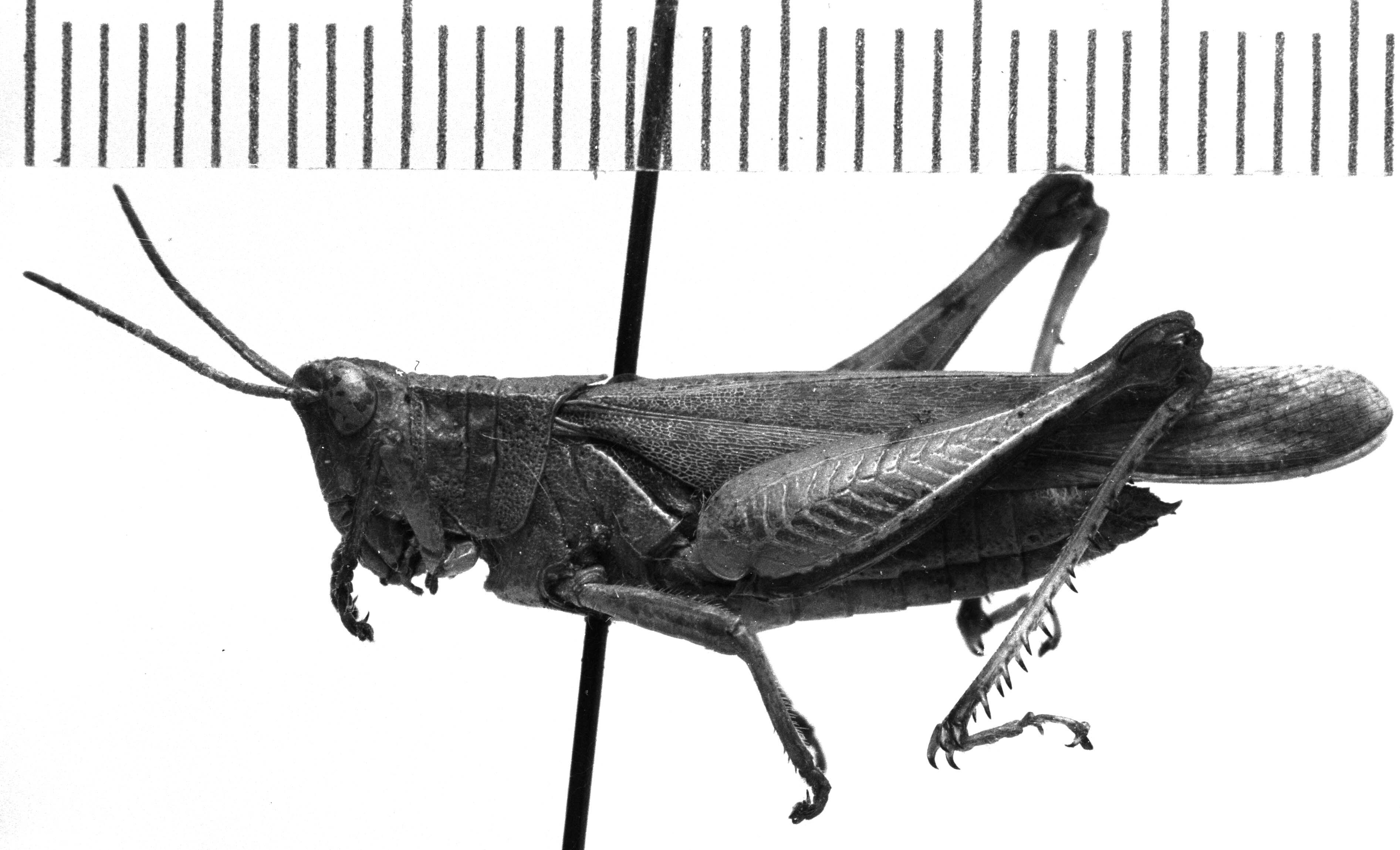 CollectionObject 1543637; 141cc549-1615-4cc7-a363-97d07c24f2b2: Image Carbonell, C.S. female, lateral view holotype). (CollectionObject).
