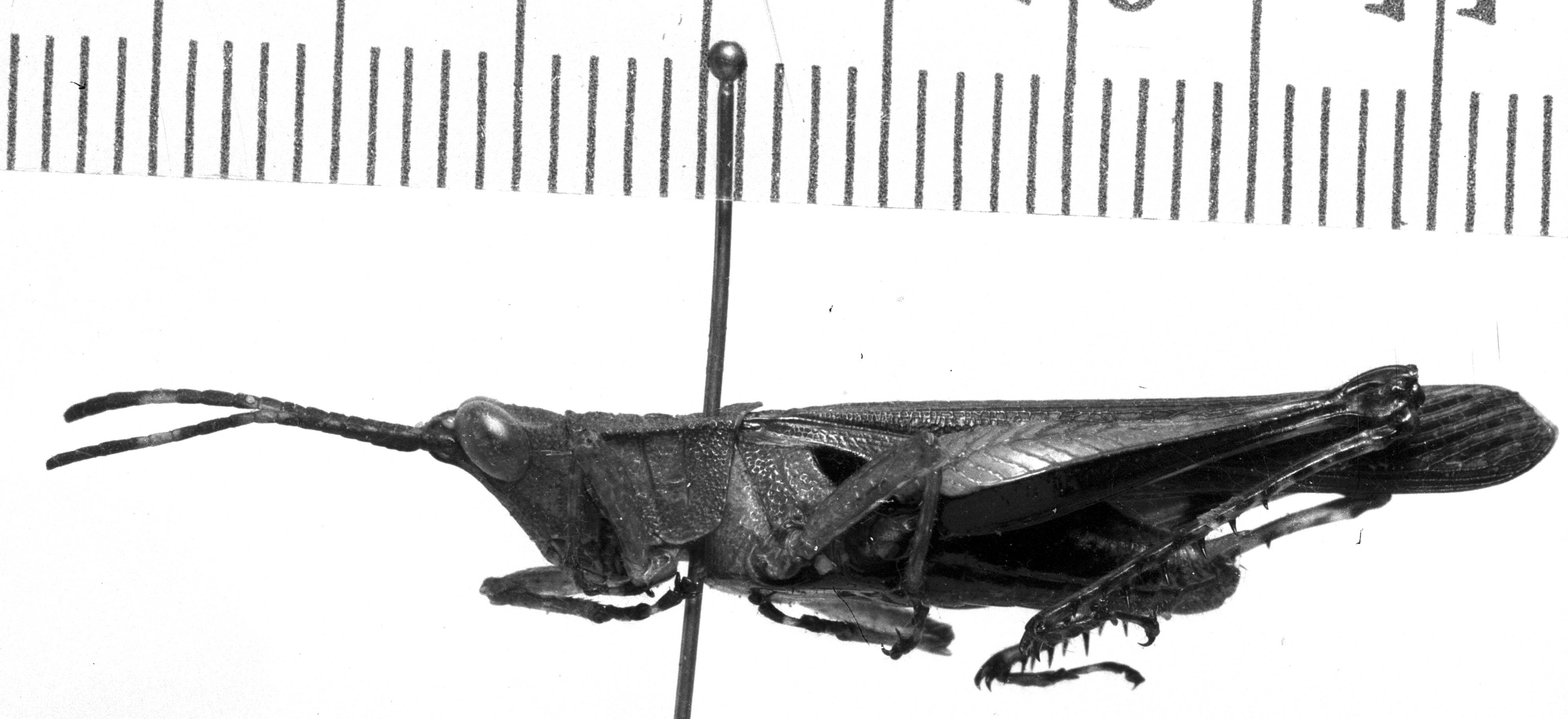 CollectionObject 1572450; MNCNMNCN_Ent 139228, 75f4ba8e-8108-42c9-91e7-689cb5411c96: Image Carbonell, C.S. male, lateral view (lectotype of Xiphiola cyanoptera Bolívar). (CollectionObject).