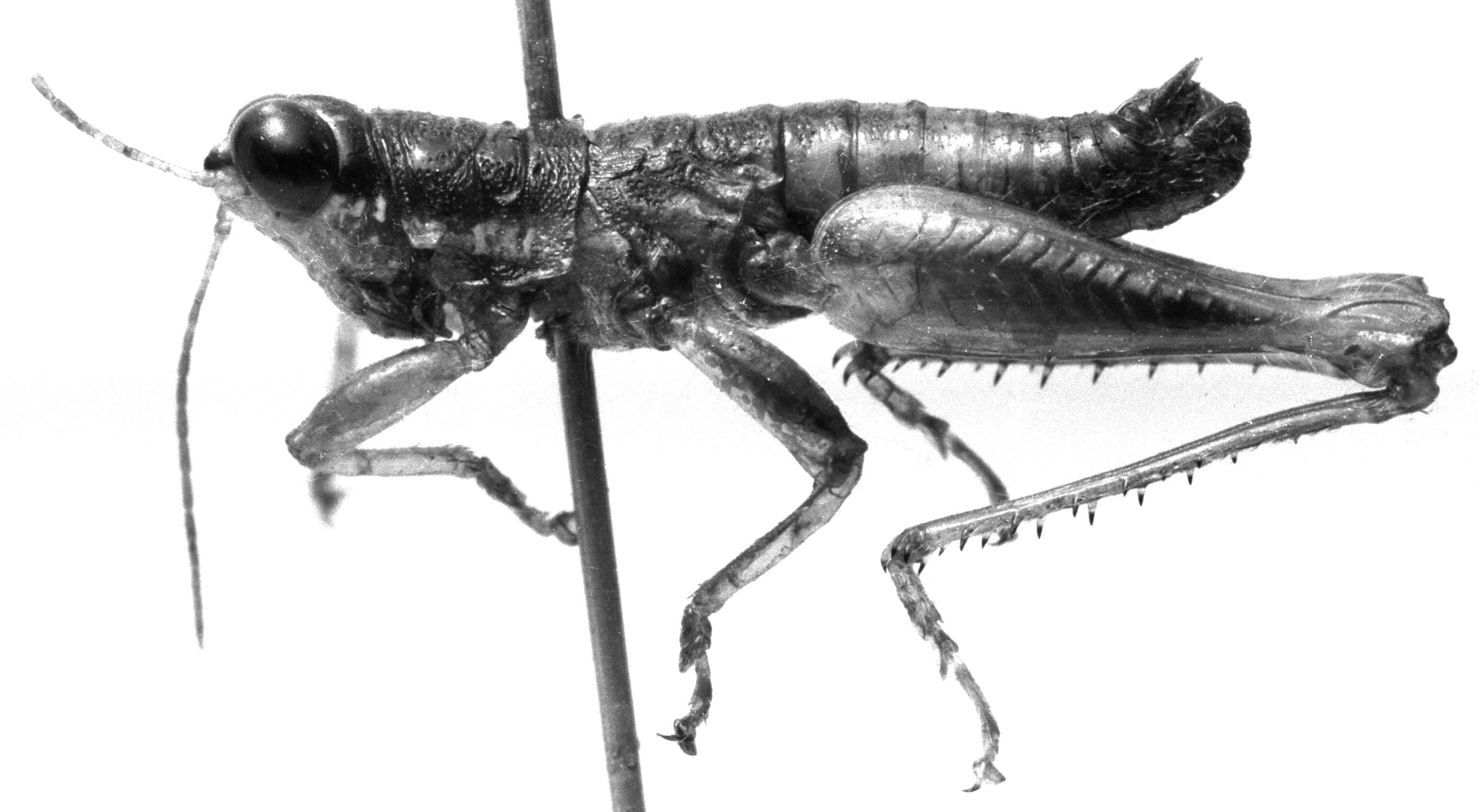 CollectionObject 1521514; 33c38f9f-3875-4cea-b3dc-9231eab5936b: Image Carbonell, C.S. male, lateral view (lectotype of Sitalces ovatipennis). (CollectionObject).