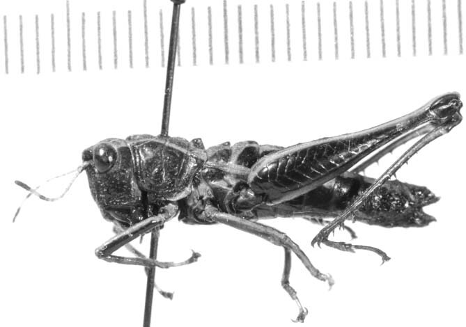 Microtylopteryx hebardi nigrigena Hebard, 1924: female, lateral view (allotype). (Otu).