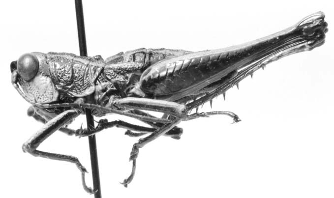 CollectionObject 1524847; 1935f43c-bc35-4133-89f9-6ef2ac78400e: male, lateral view (holotype). (CollectionObject).