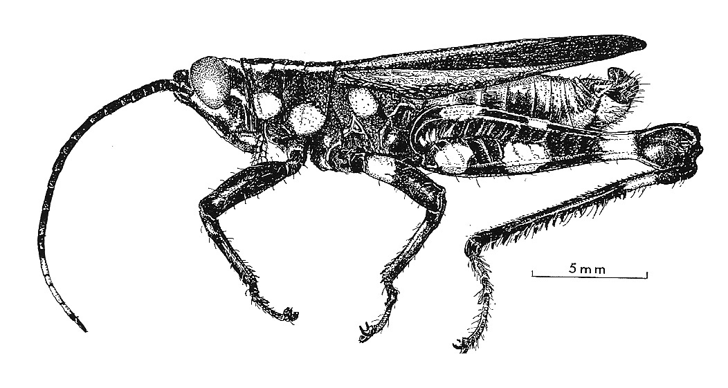 Rhopsotettix consummatus consummatus Amédégnato & Descamps, 1979: Fig. 199. male, habitus. (Otu).