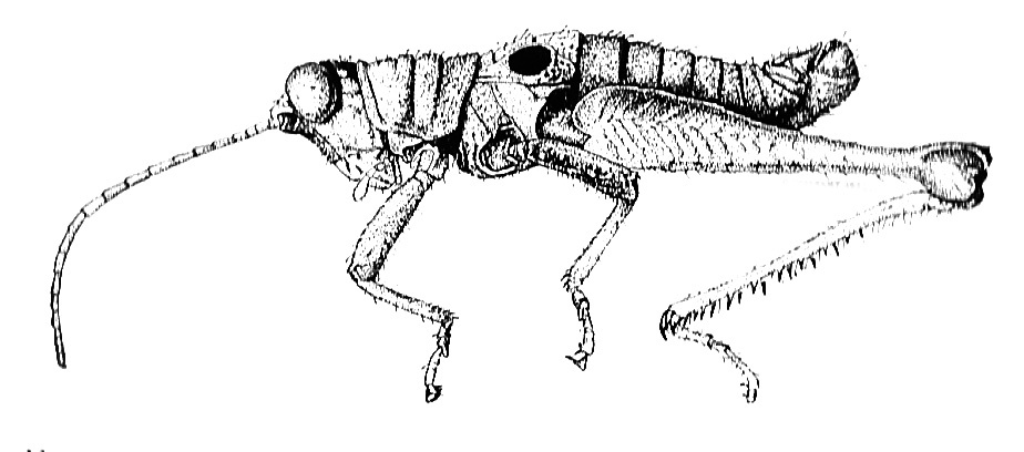 Ommatolampis perspicillata (Johannson, 1763): Fig. 148. male habitus. (Otu).