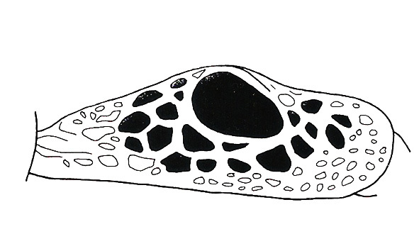 Ommatolampis quadrimaculata Carbonell & Descamps, 1978: Fig. 150. male tegmen. (Otu).