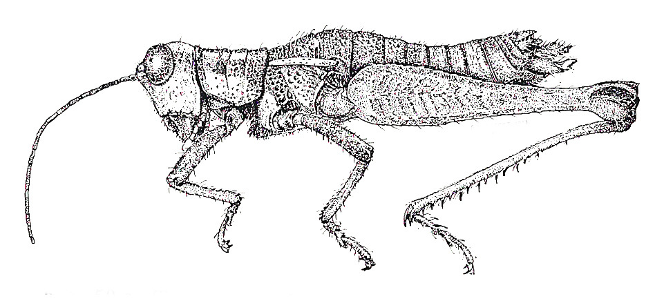 Tingomariacris luteiceps Carbonell & Descamps, 1978: Fig. 50. female, habitus. (Otu).
