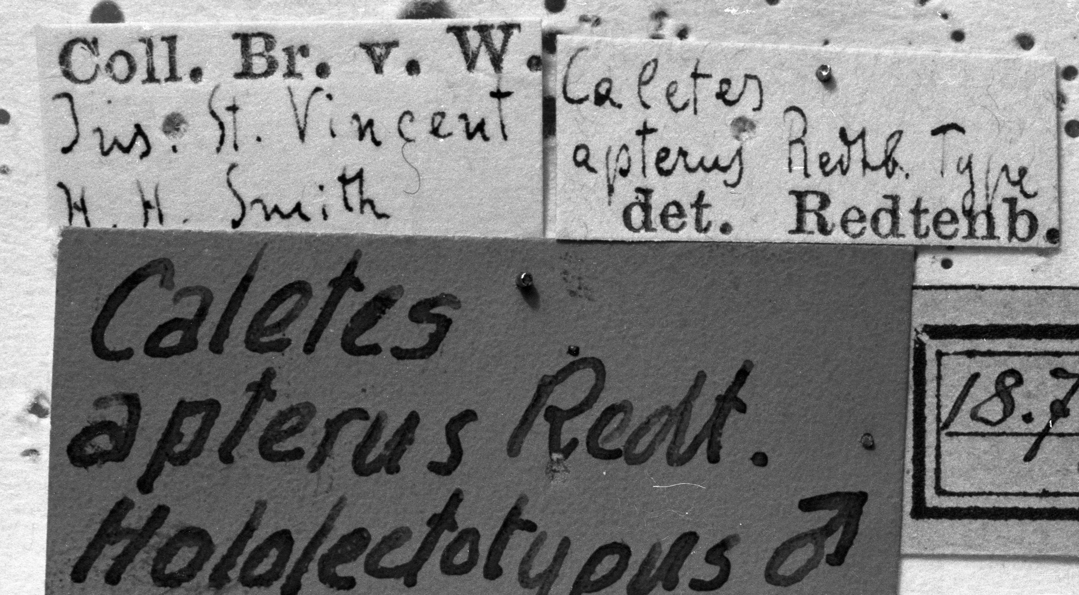 CollectionObject 1478834; a532bd9e-d661-462e-85a2-a20361aee5f3: labels (syntype). (CollectionObject).