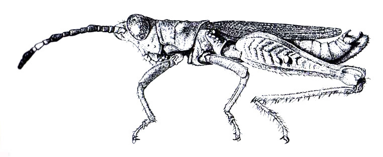 Aptoceras margaritatus Bruner, 1908: Fig. 18. male, habitus. (Otu).