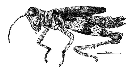 Agrotacris corticolor Descamps, 1979: Fig. 1. female, habitus. (Otu).