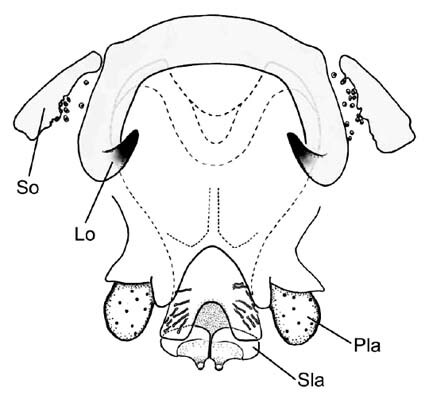 Pyrgacris descampsi Kevan, 1976: Fig. 1. phallic complex, dorsal view. (Otu).