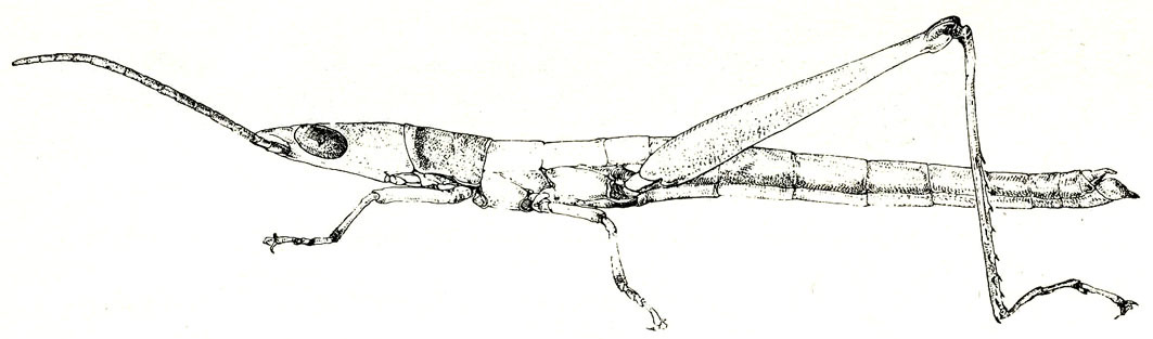 Pyrgacris relictus Descamps, 1968: Fig. 30.1 (after Descamps 1968). male habitus. (Otu).