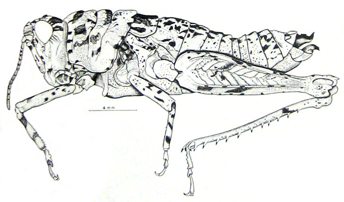 Cumainocloidus cordillerae Bruner, 1913: Fig. 10. female habitus. (Otu).