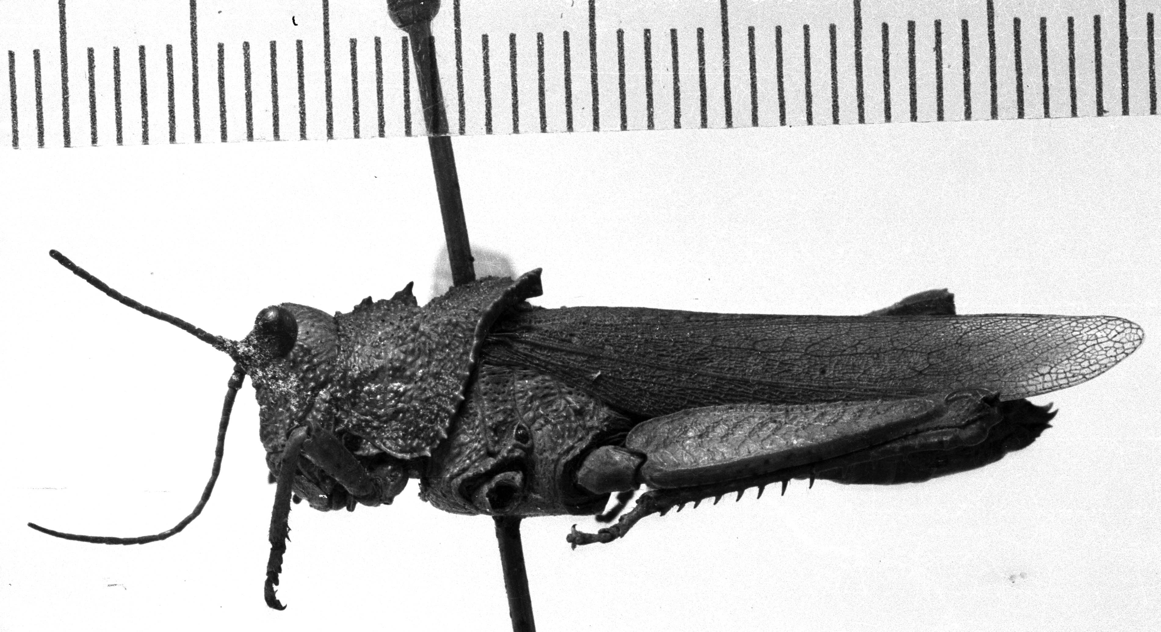 Descampsacris serrulata (Thunberg, 1824): Image Carbonell, C.S. female, lateral view (unspecified type). (Otu).