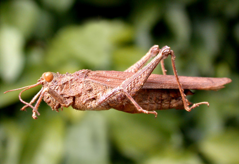 Ommexecha gigliotosi Bolívar, 1899: female. (Otu).