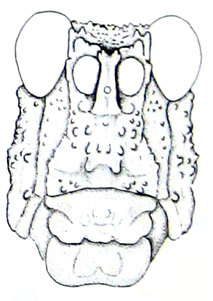 Ommexecha walkeri Kevan, 1959: Fig. 33. male face. (Otu).