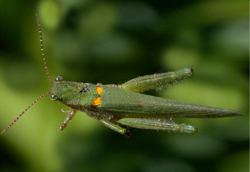 Clarazella bimaculata (Giglio-Tos, 1894): male, dorsal view. (Otu).