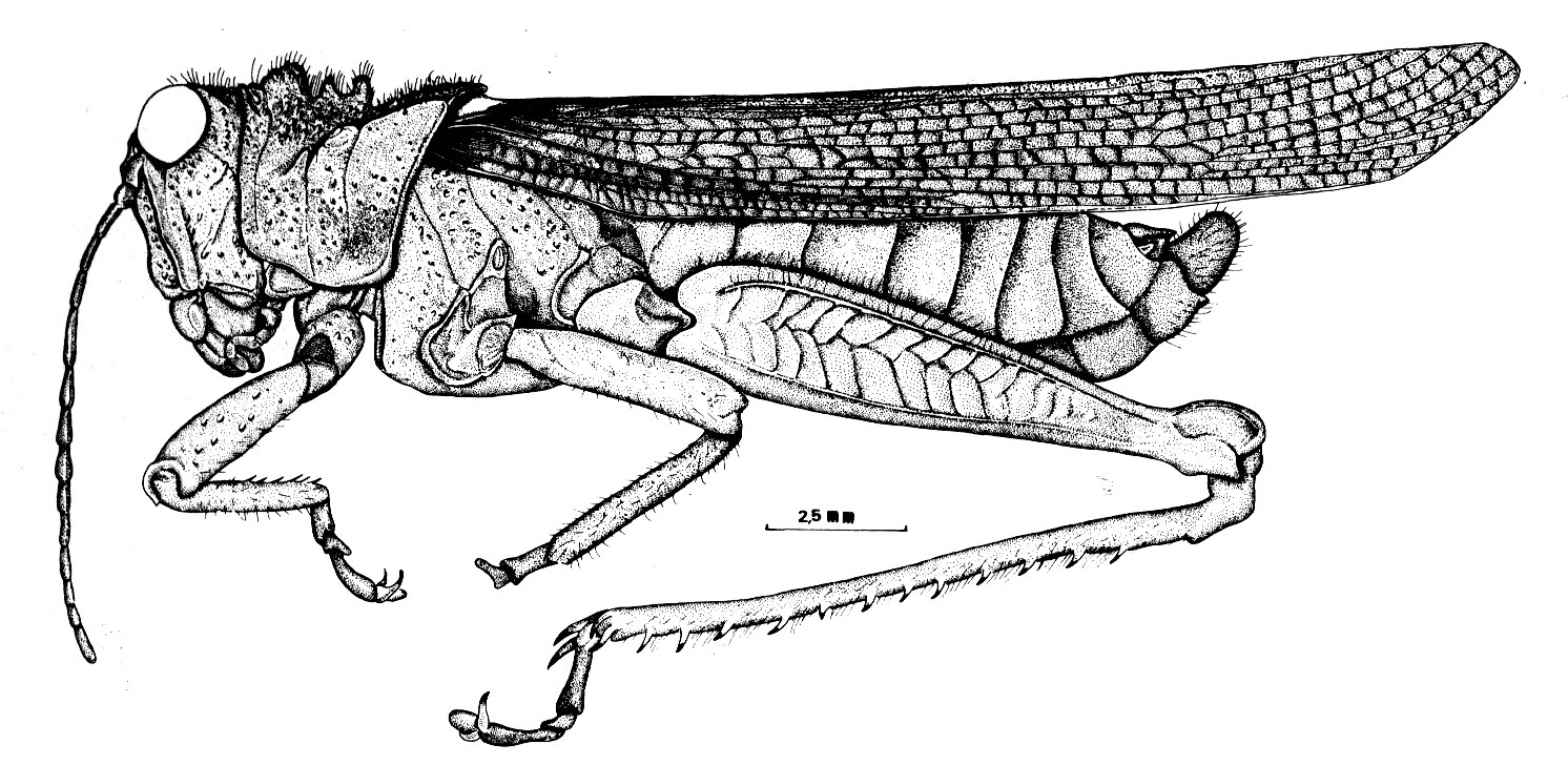 Clarazella quadrata (Rehn, 1941): male habitus. (Otu).