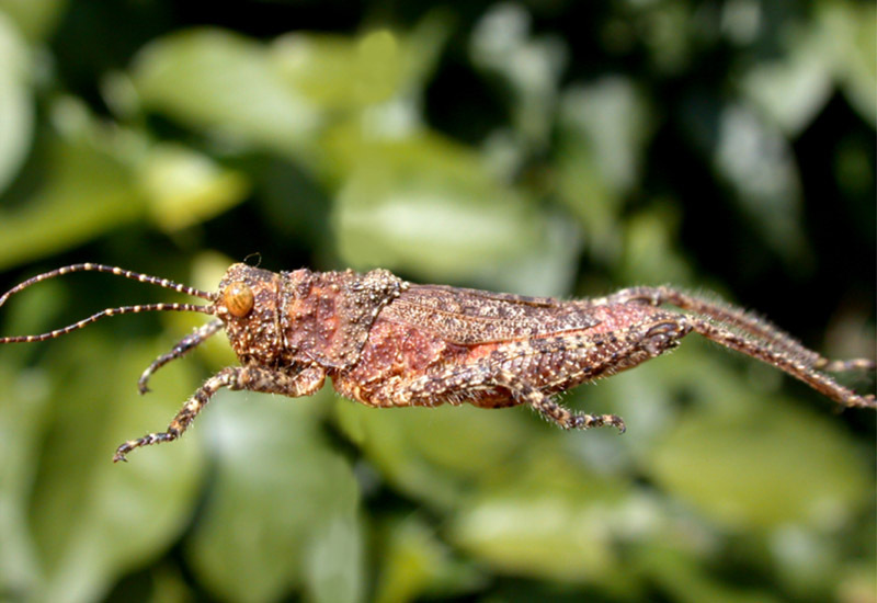 Pachyossa signata Rehn, 1913: male. (Otu).