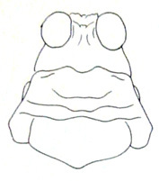 Tetrixocephalus bilineatus Ronderos, 1979: Fig. 59. male head and pronotum, dorsal view. (Otu).