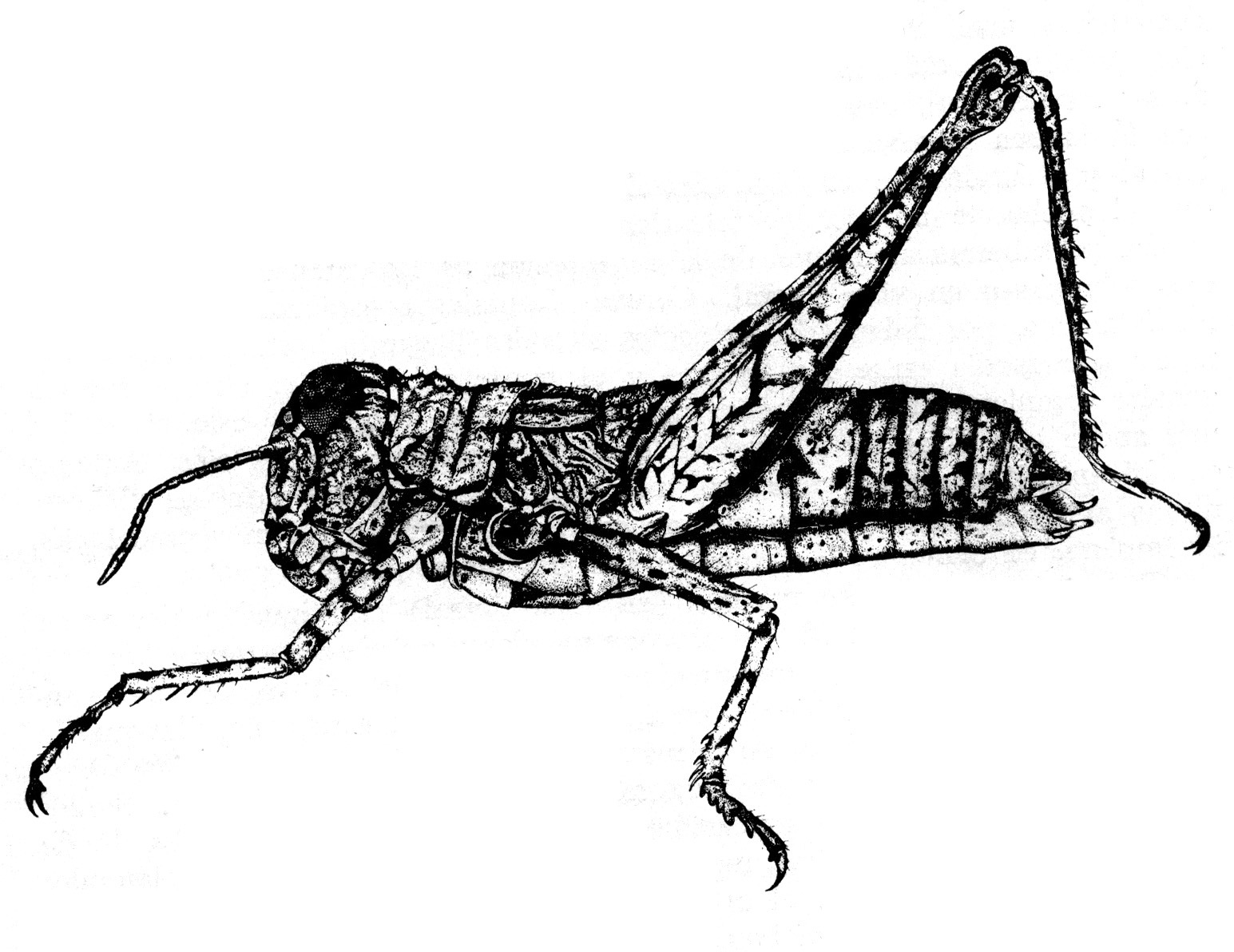 Tetrixocephalus micropterum Ronderos, 1970: Fig. 19 (after allotype). female habitus. (Otu).