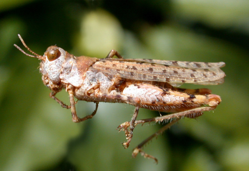 Tetrixocephalus willemsei Gurney & Liebermann, 1963: female. (Otu).