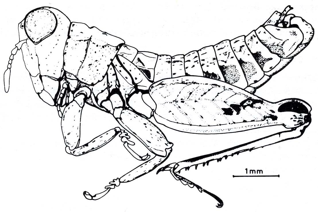 Illapelia penai Carbonell & Mesa, 1972: Fig. 65.1 (after Carbonell & Mesa 1972). male habitus. (Otu).