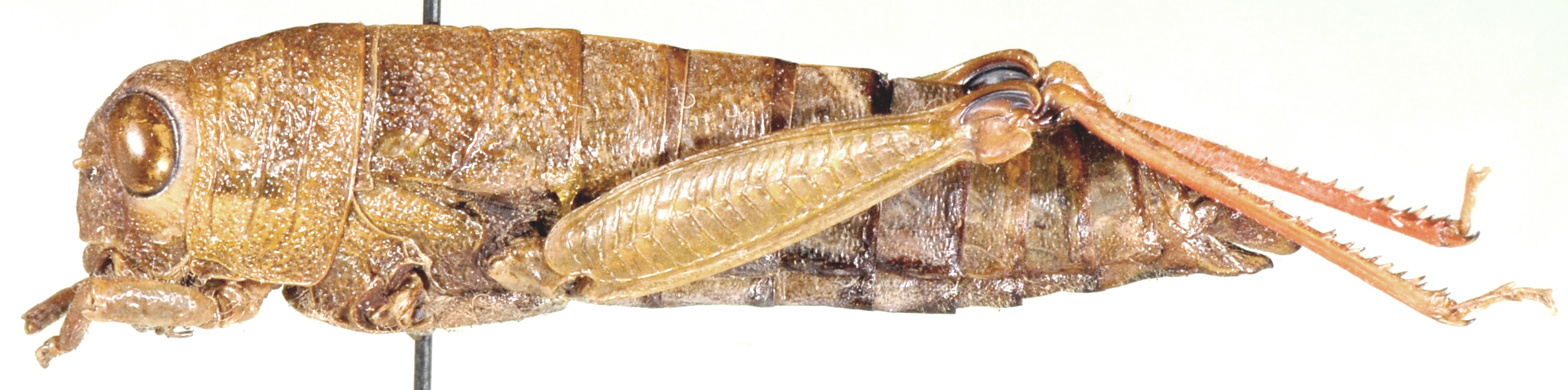 Lentula mecostiboides Ramme, 1929: female, lateral view. (Otu).