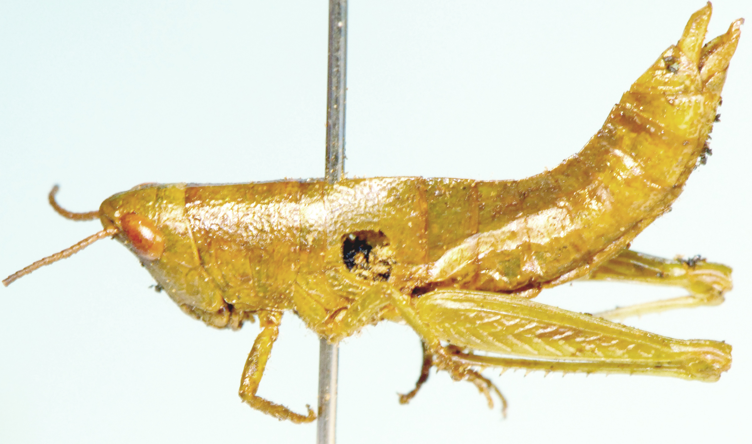 Qachasia fastigiata Dirsh, 1956: female, lateral view. (Otu).