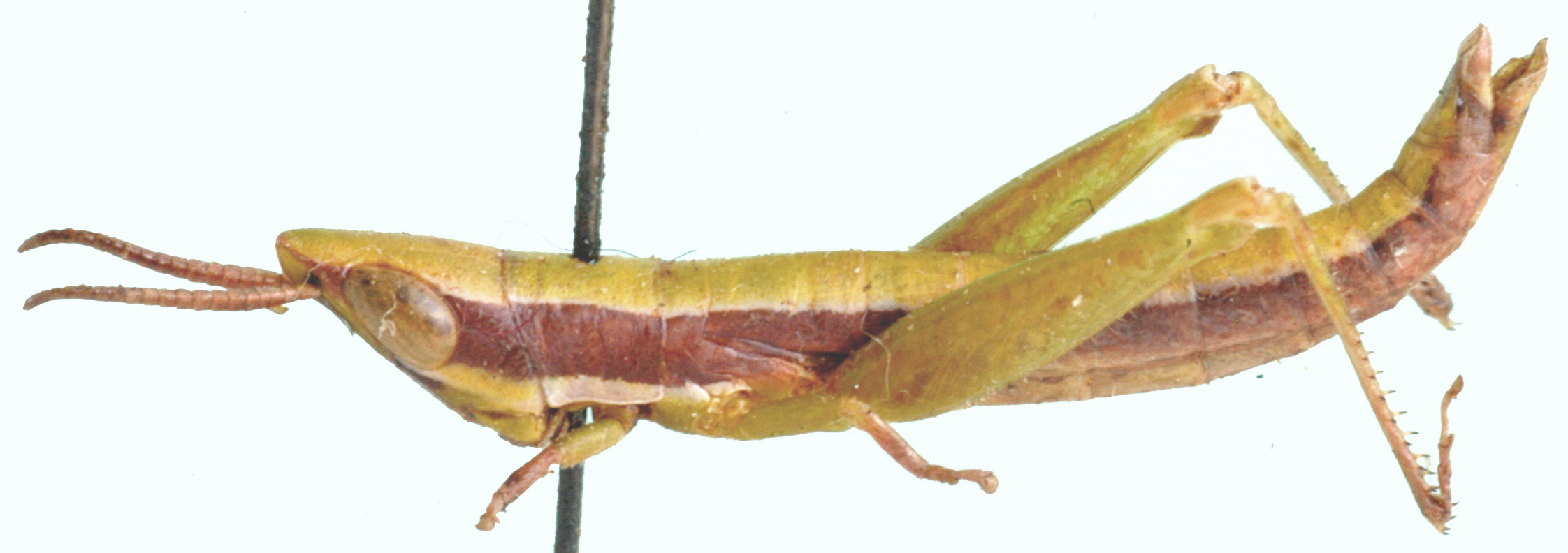 Betiscoides parva Key, 1937: female, lateral view. (Otu).