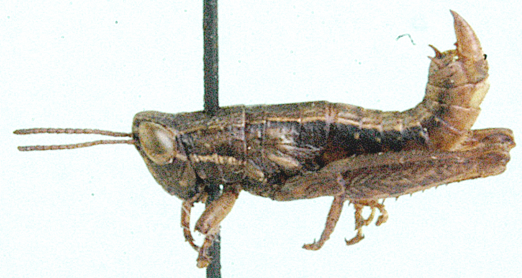 Eremidium erectus Dirsh, 1956: male, lateral view. (Otu).
