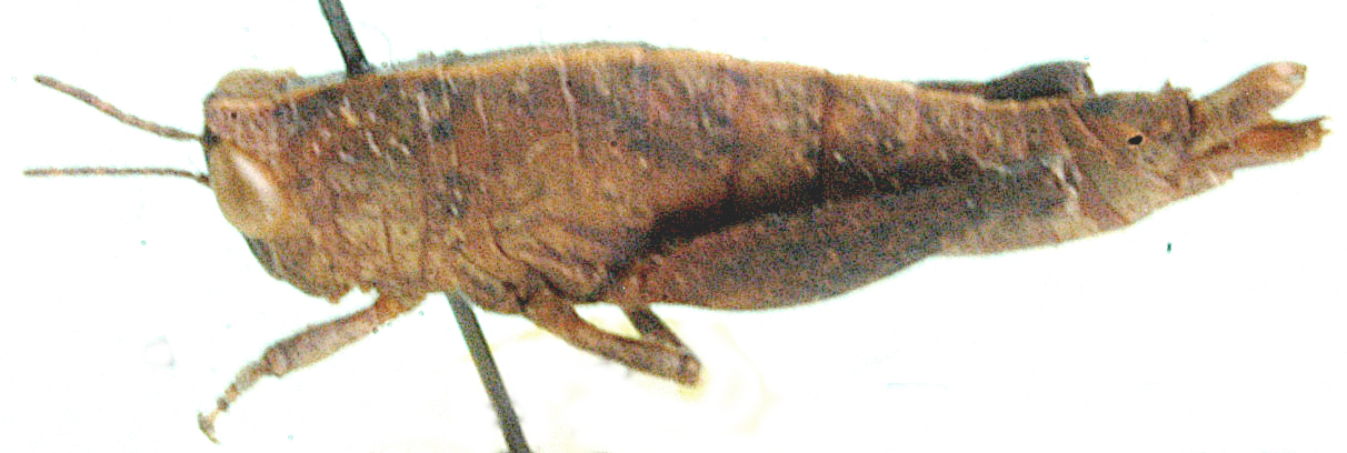 Eremidium obtusum Dirsh, 1956: female, lateral view. (Otu).