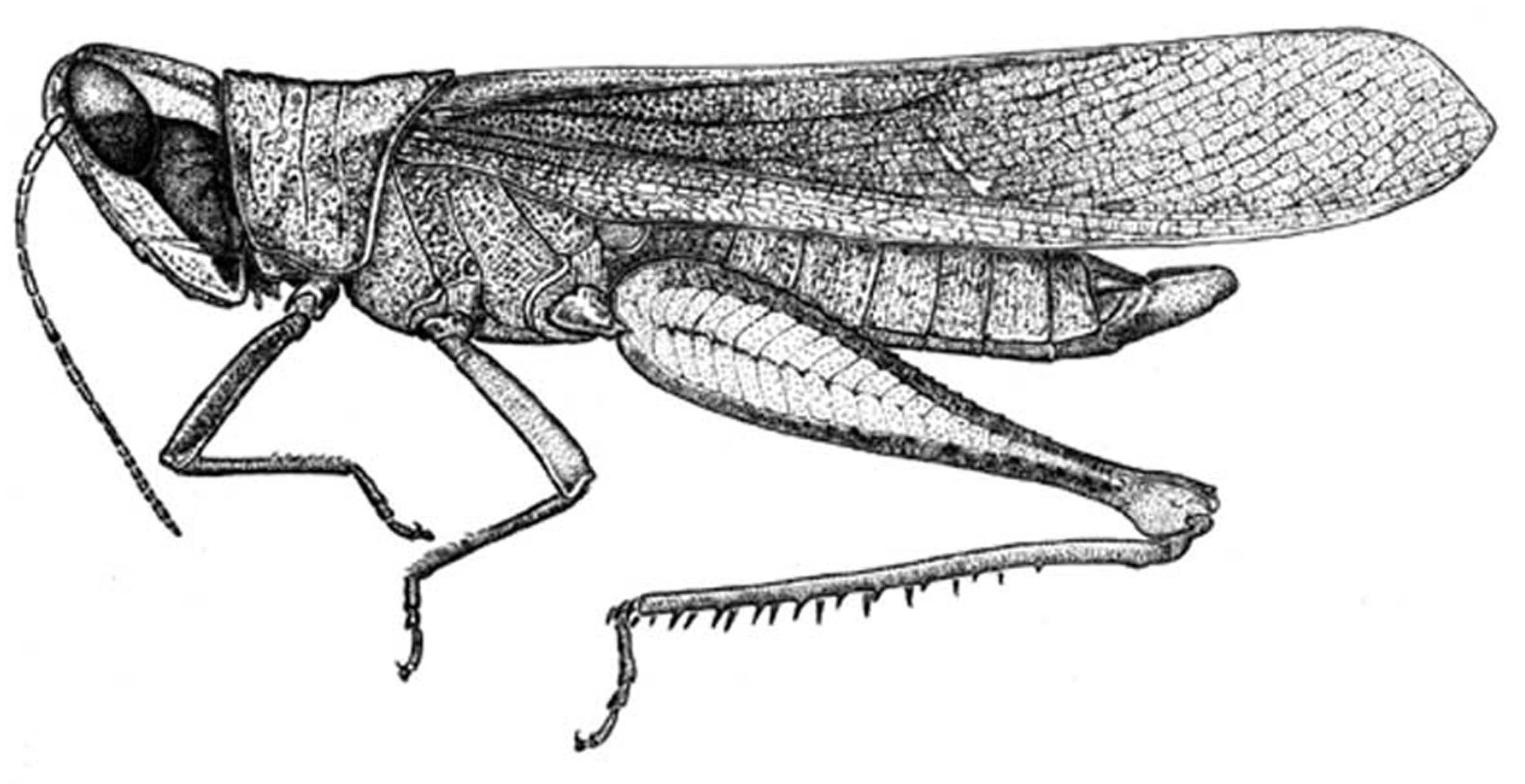 Abila descampsi Carbonell, 2002: Fig. 7 (after paratype). male habitus. (Otu).