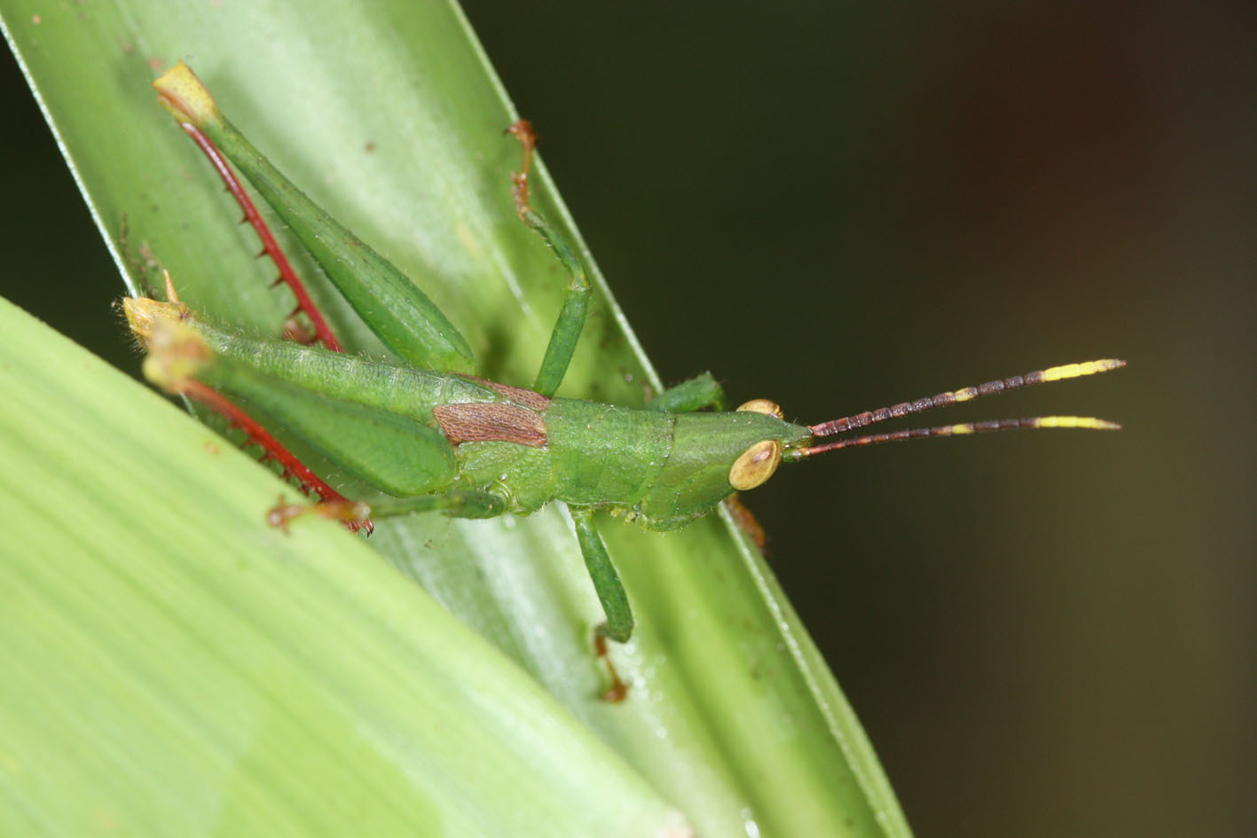 CollectionObject 1496460; 819b1434-892d-4a5b-afbe-eb8166931780: male. (CollectionObject).