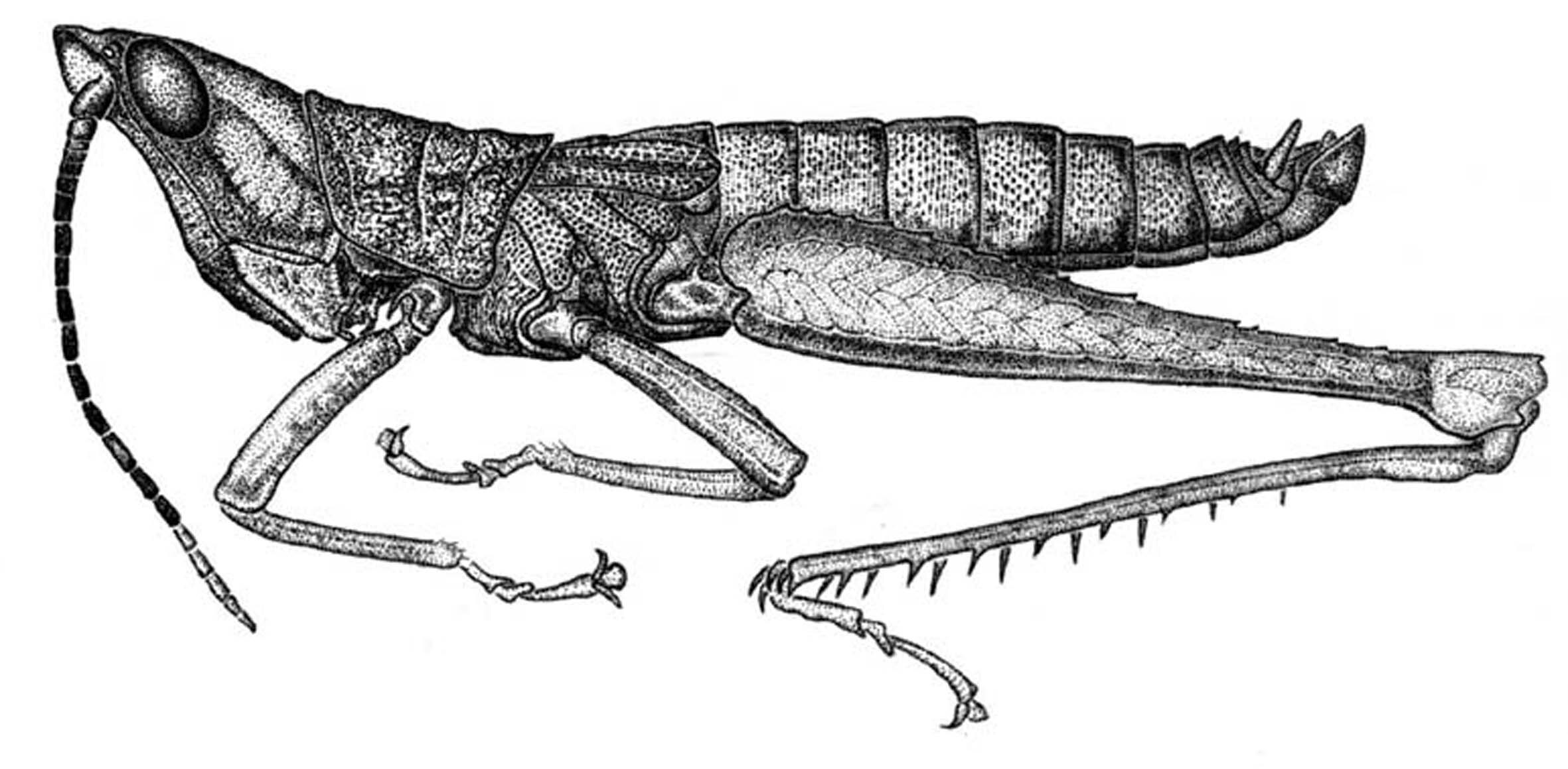 Graciliparia shuara cutucu Carbonell, 2002: Fig. 38 (after holotype). male habitus. (Otu).