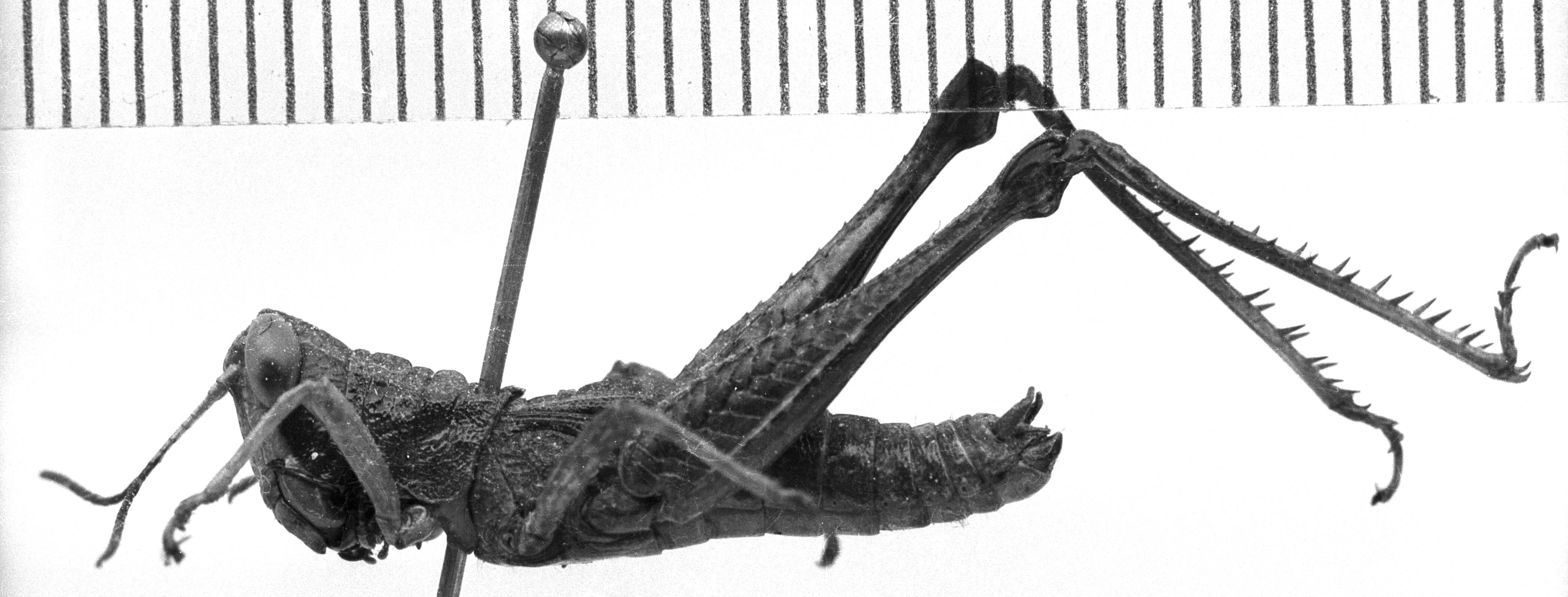 CollectionObject 1523872; ab159f8b-a085-4e4c-8212-69306b4031d2: Image Carbonell, C.S. male, lateral view (holotype). (CollectionObject).