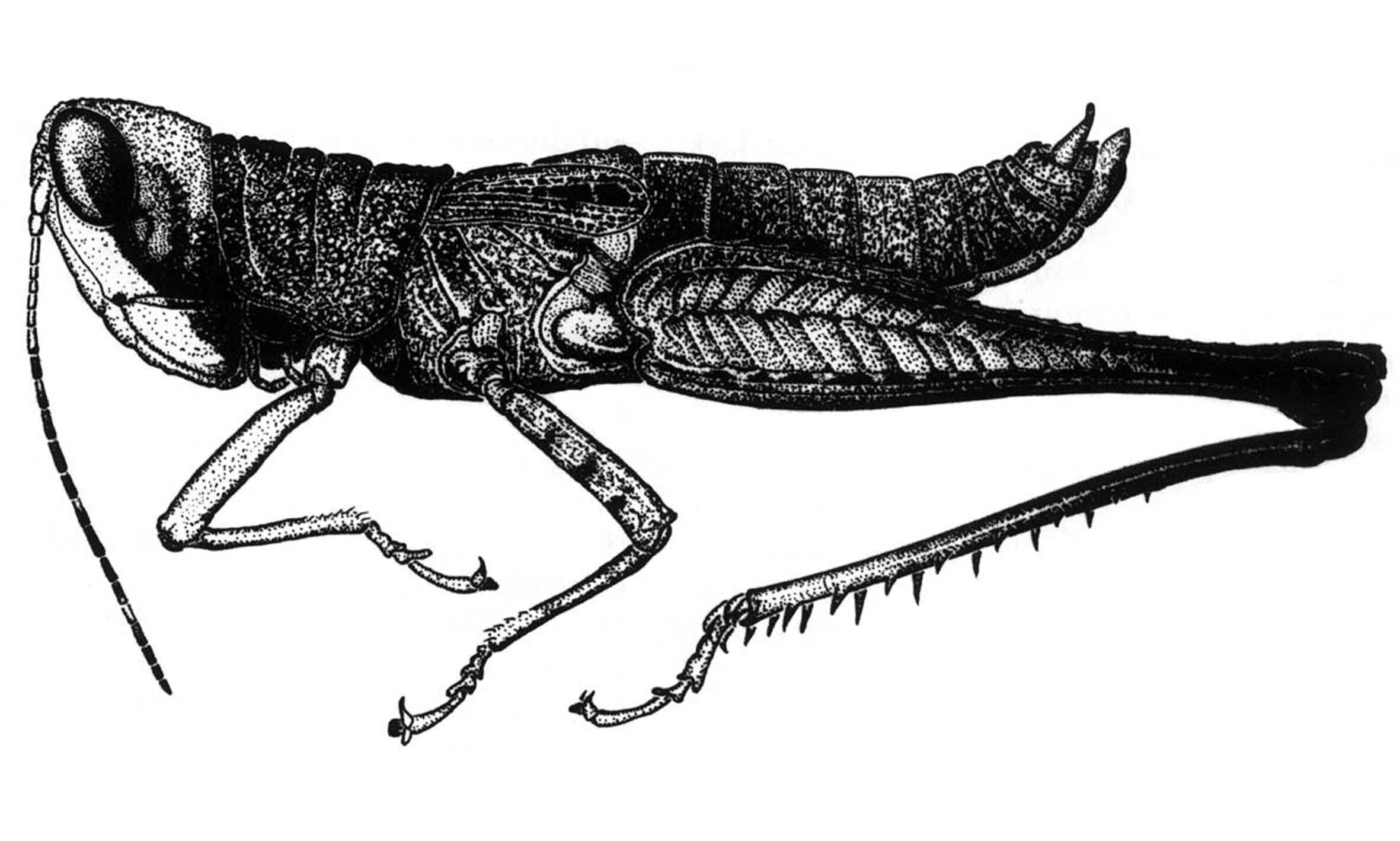Maculiparia curtipennis (Scudder, 1875): Fig. 21. male habitus. (Otu).