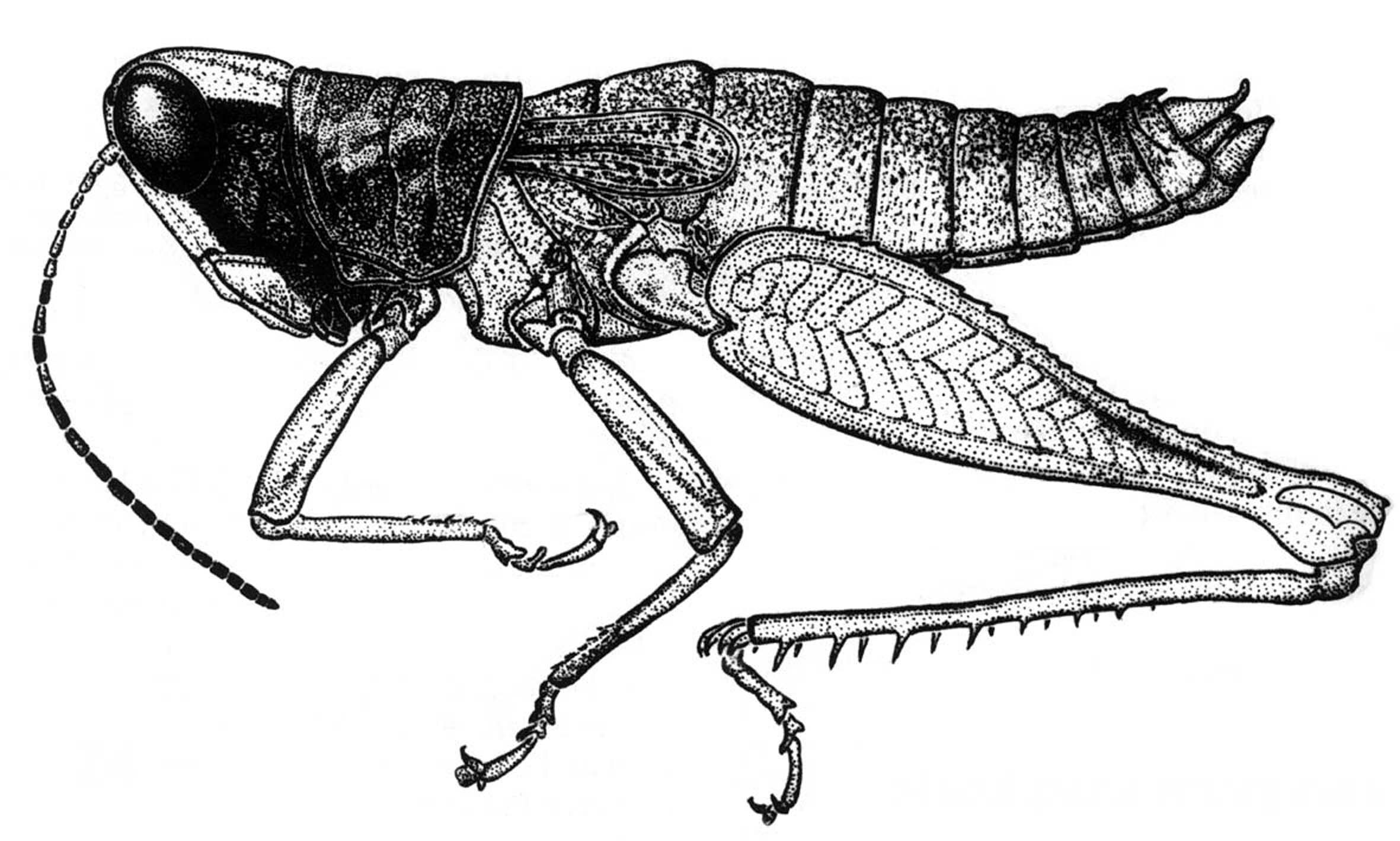 Maculiparia emarginata (Stål, 1878): Fig. 24. male habitus. (Otu).