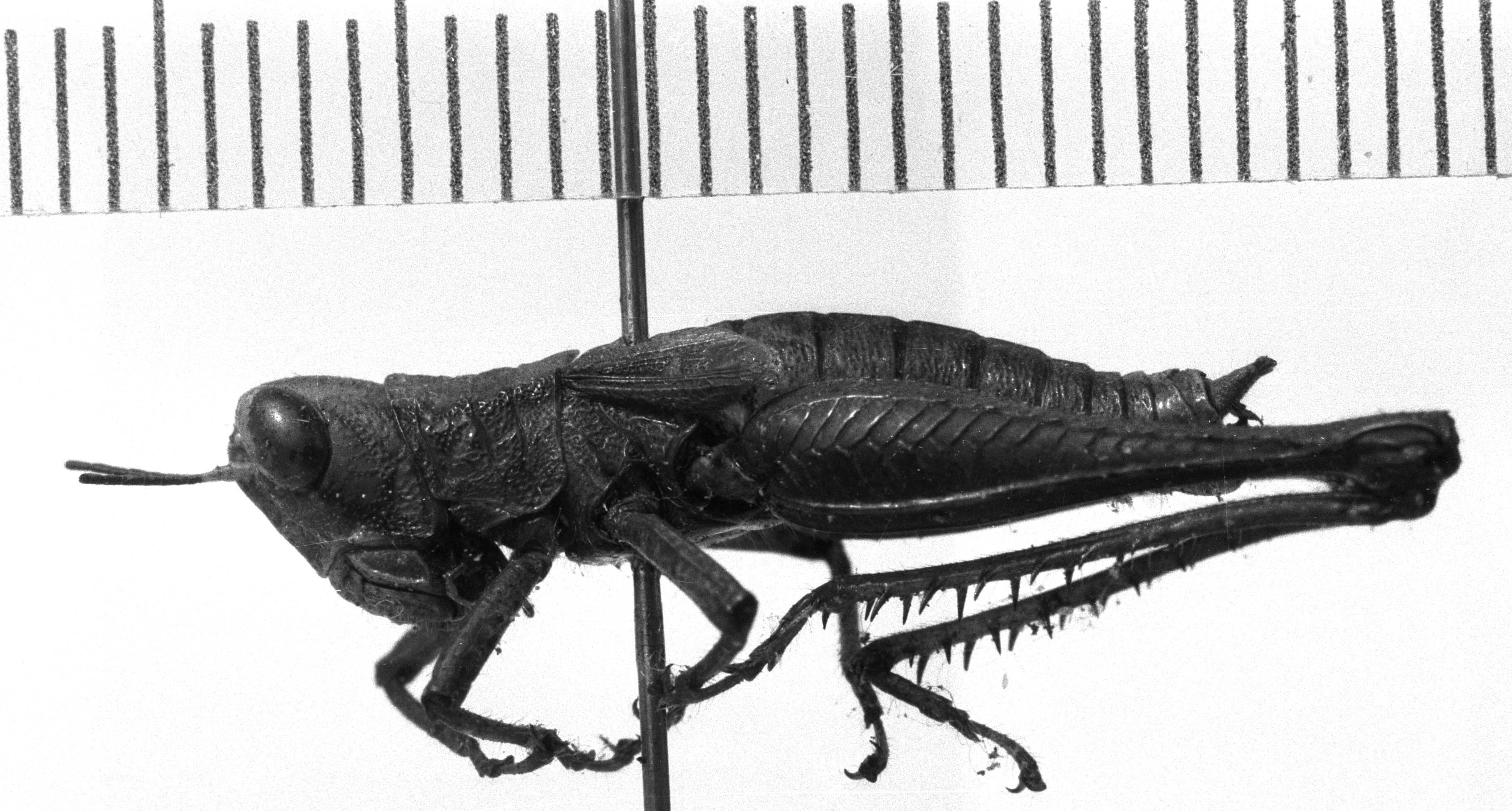 CollectionObject 1530123; 0f91fff6-4888-479e-bbe1-3971c13bb7d0: Image Carbonell, C.S. male, lateral view (holotype). (CollectionObject).