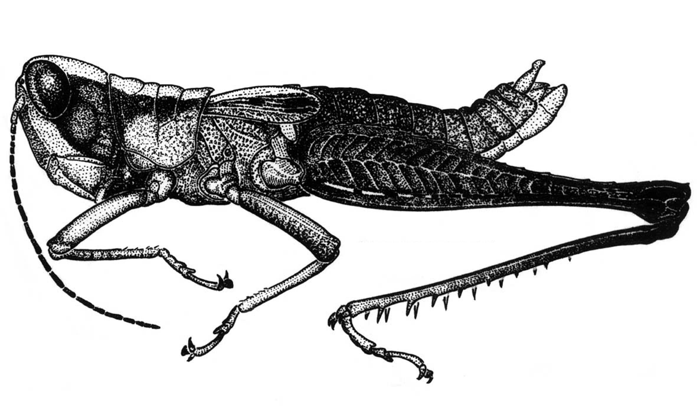 Maculiparia obtusa obtusa (Stål, 1878): Fig. 22. male habitus. (Otu).
