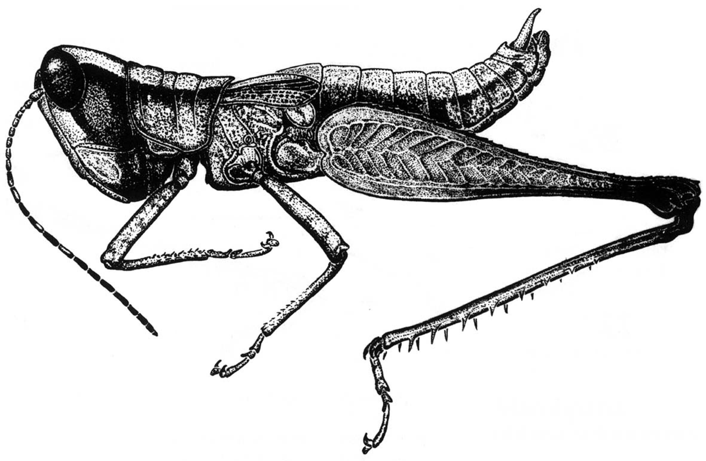 Maculiparia obtusa solimoensis Carbonell, 2002: Fig. 23 (after paratype). male habitus. (Otu).