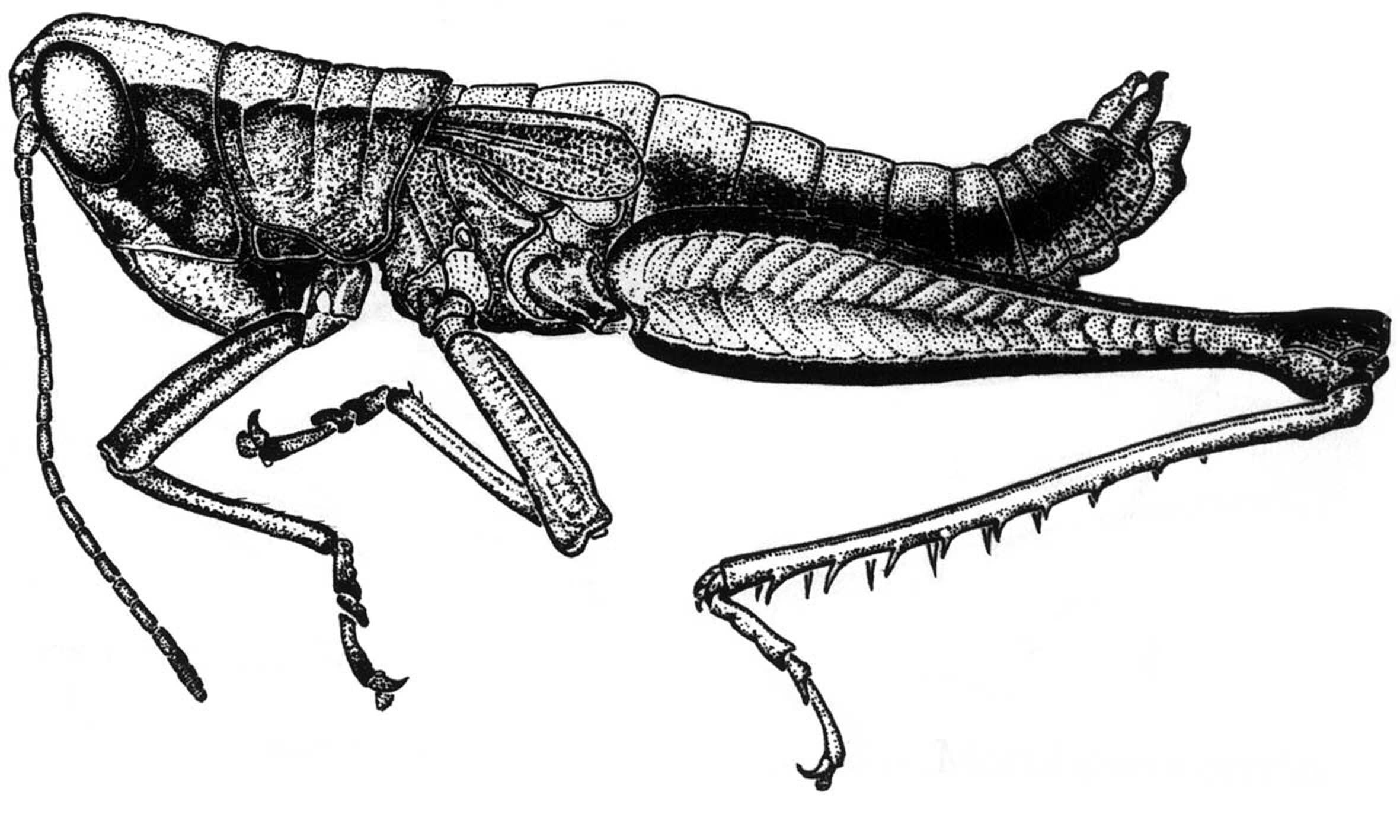 Maculiparia cerdai Carbonell, 2002: Fig. 25. male habitus. (Otu).