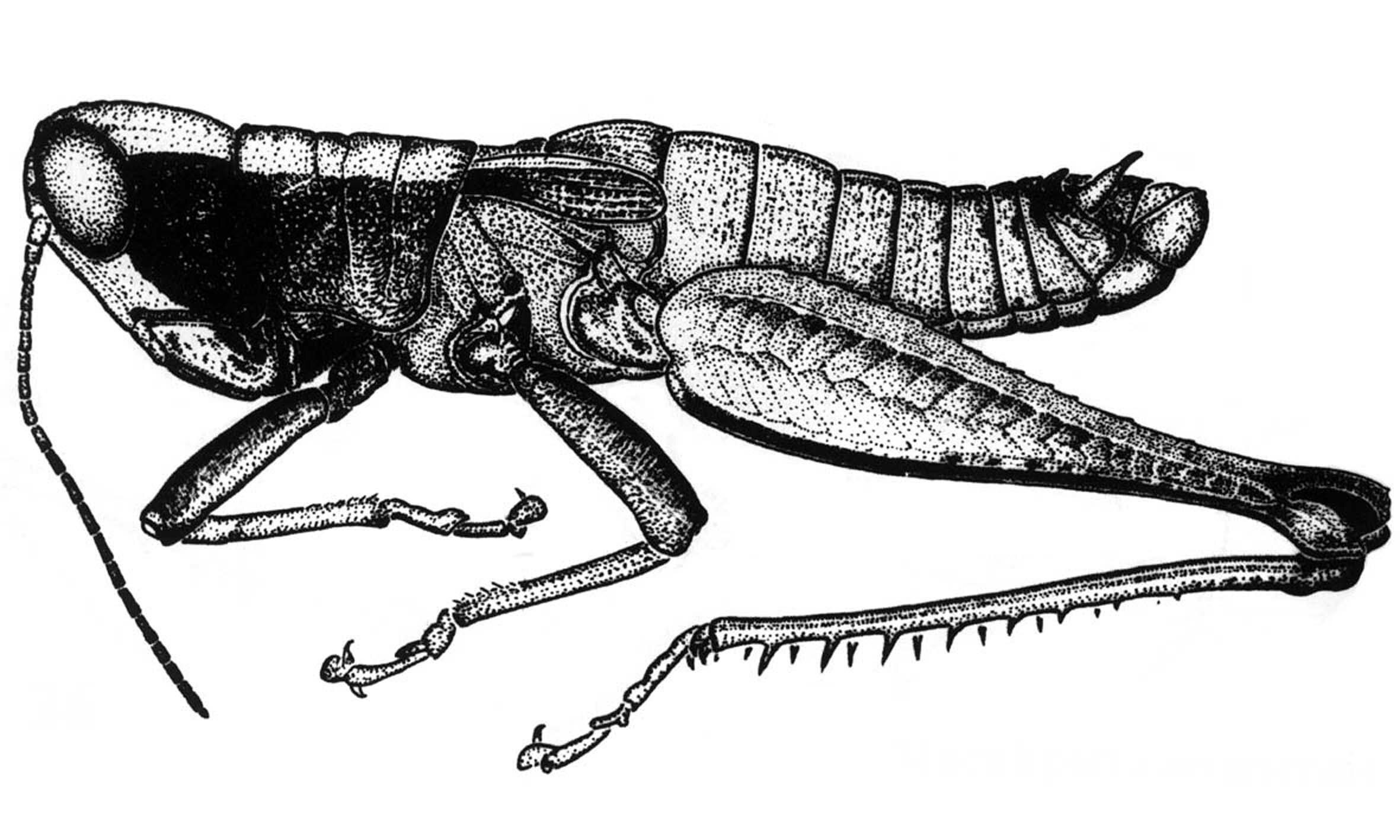 Maculiparia ariariensis Carbonell, 2002: Fig. 26. male habitus. (Otu).